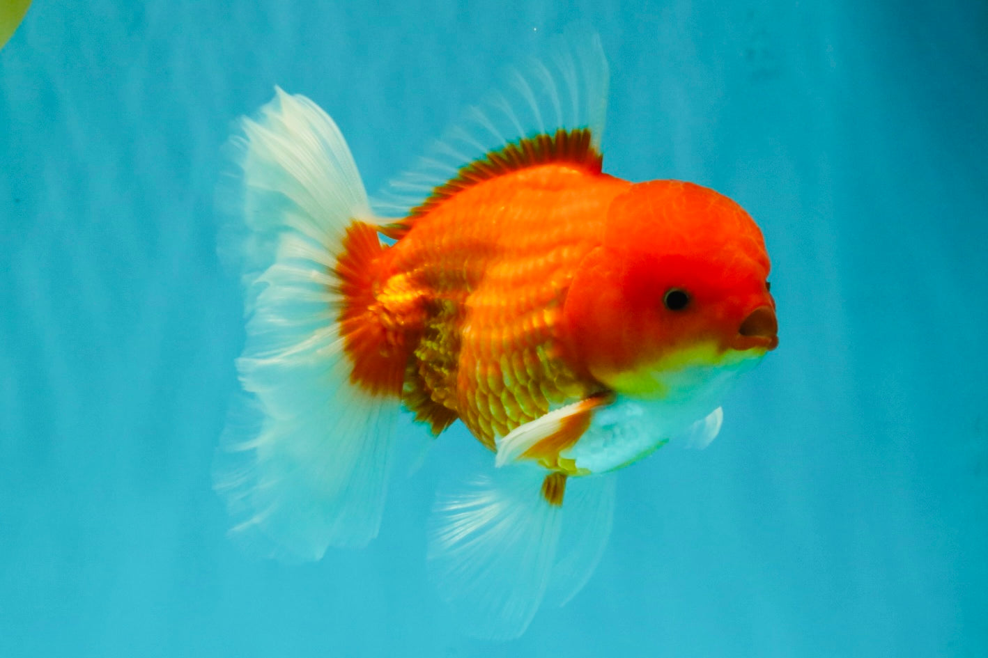 AAA Grade Red White Oranda Male 5.5-6 inches #072426OR_08