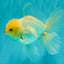 BEAUTY A Grade White Oranda Male 6 inches #070626OR_12