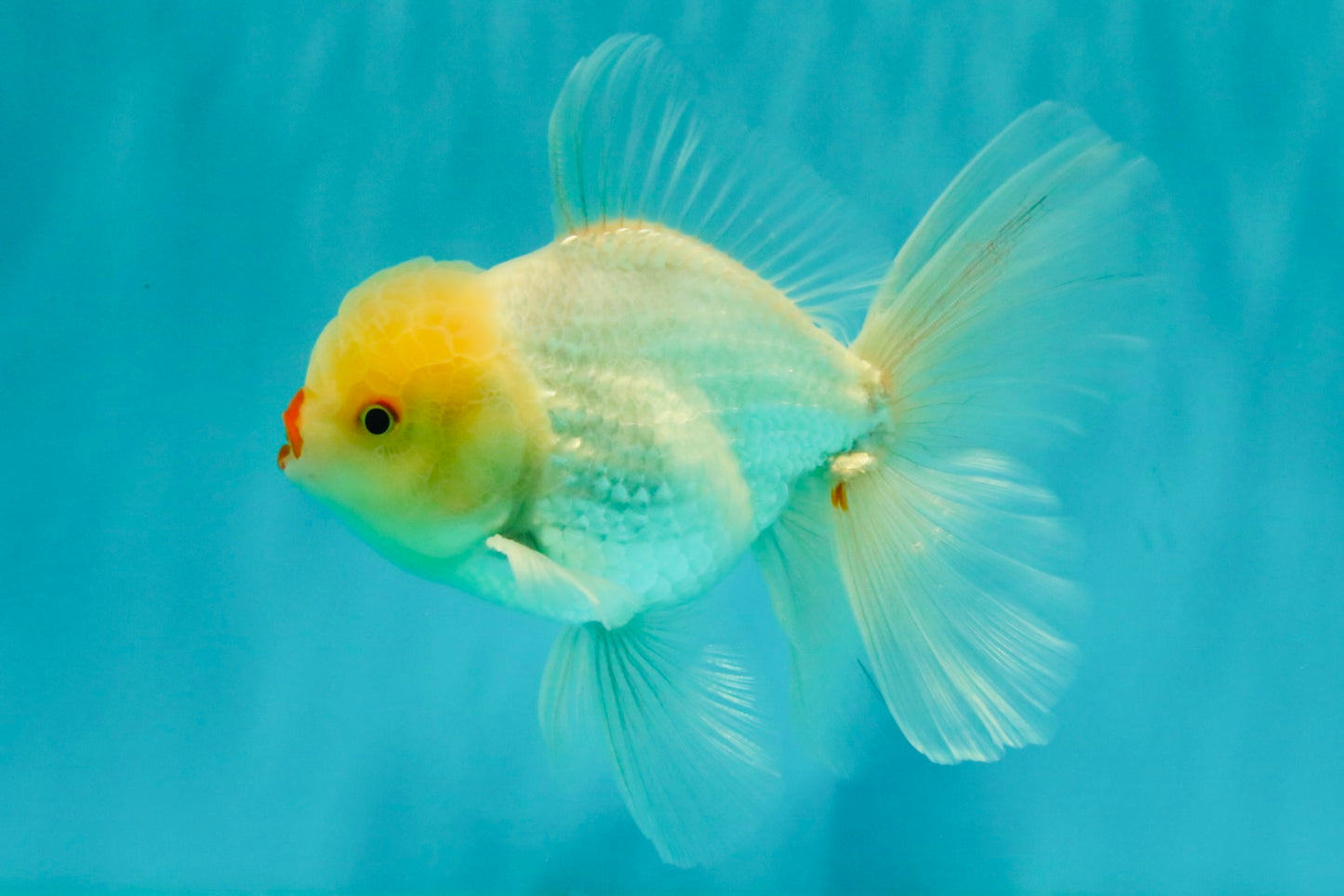 BEAUTY A Grade White Oranda Male 6 inches #070626OR_12