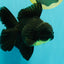 AAA Grade Black Oranda Male 6.5 inches #102326OR_08
