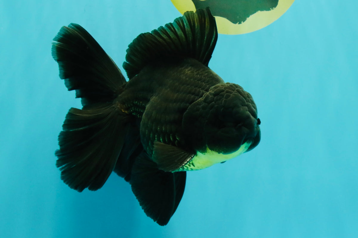 AAA Grade Black Oranda Male 6.5 inches #102326OR_08