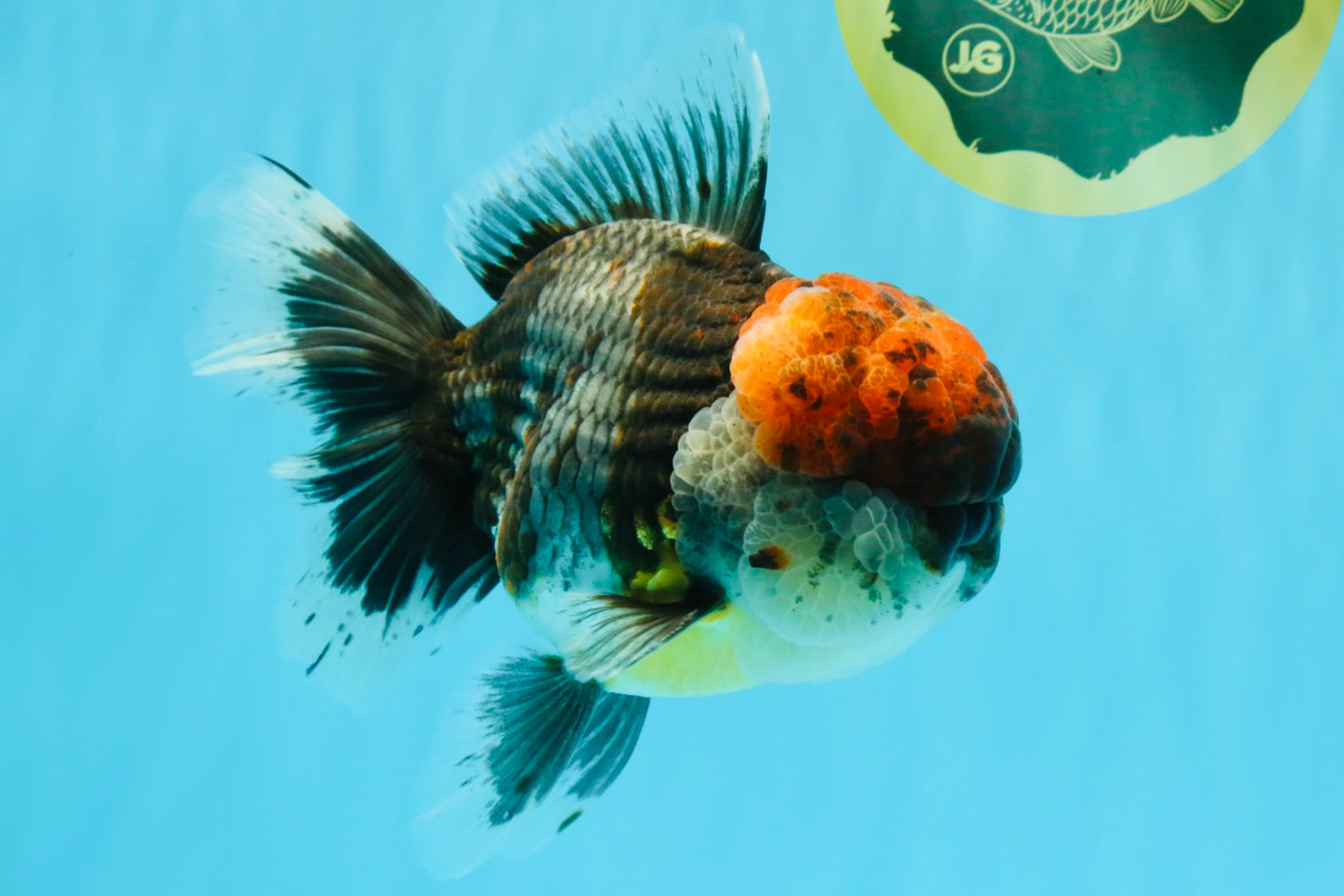 BULLDOG AAA Grade Red Head Kirin Calico Oranda Male 6.5 inches #022026OR_06