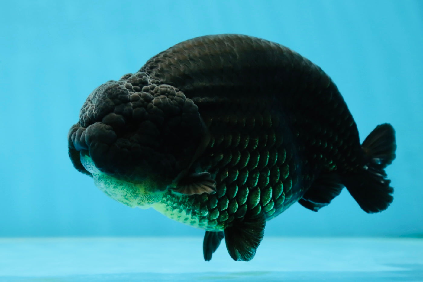 AAA Grade Strong Body Structure Godzilla Black LionKing 5-5.5 inches #051625LC_09