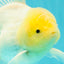 A Grade White Oranda Male 5.5 inches #101626OR_13
