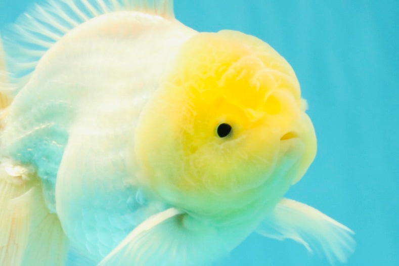 A Grade White Oranda Male 5.5 inches #101626OR_13