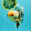 AAA Grade Calico Oranda Male 6-6.5 inches #070626OR_16
