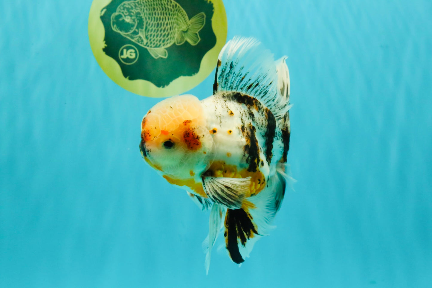 AAA Grade Calico Oranda Male 6-6.5 inches #070626OR_16