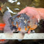 FLUFFY AAA Grade Calico Kirin Oranda Male 7 inches #100926OR_09