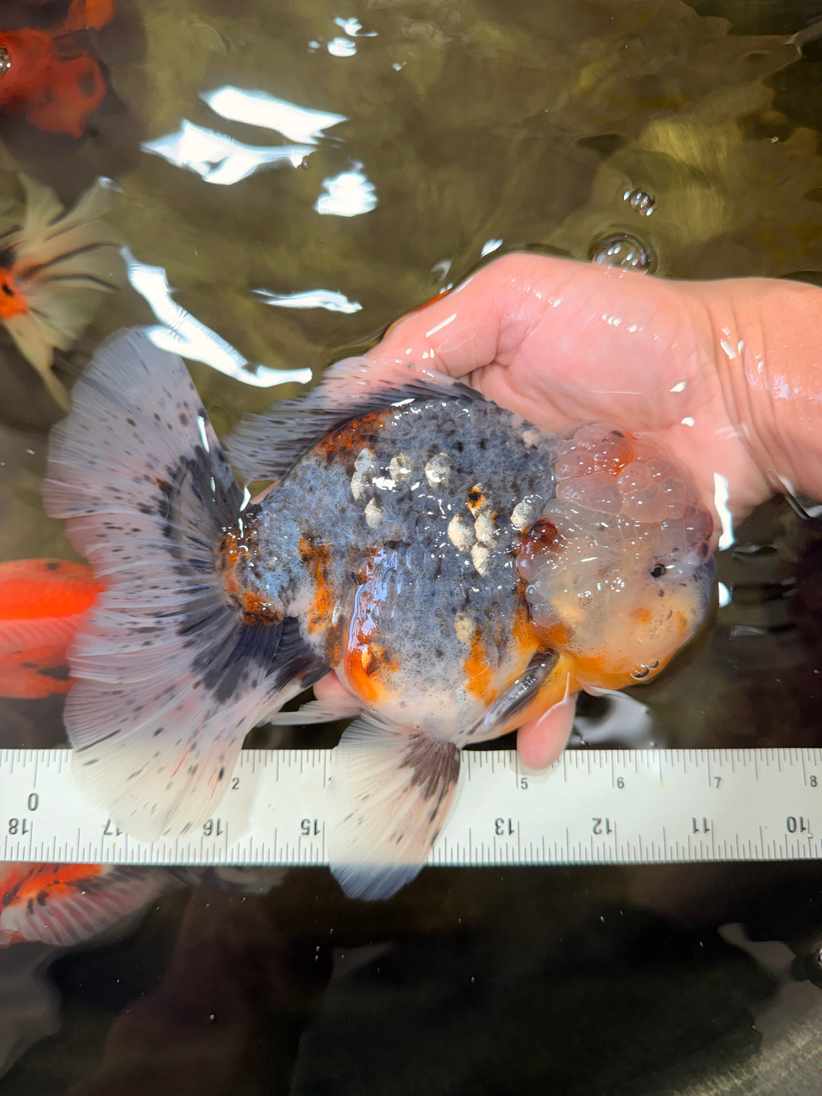 FLUFFY AAA Grade Calico Kirin Oranda Male 7 inches #100926OR_09