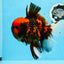 AAA Grade Special Tiger Oranda Male 6-6.5 inches #0913OR_20