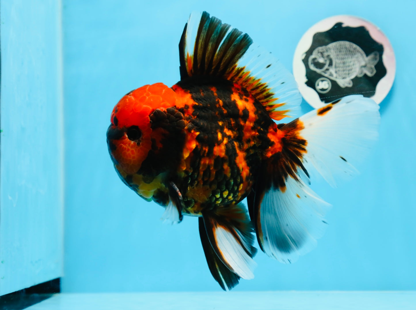 AAA Grade Special Tiger Oranda Male 6-6.5 inches #0913OR_20