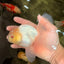 A Grade White Oranda Male 5-5.5 inches #102326OR_18