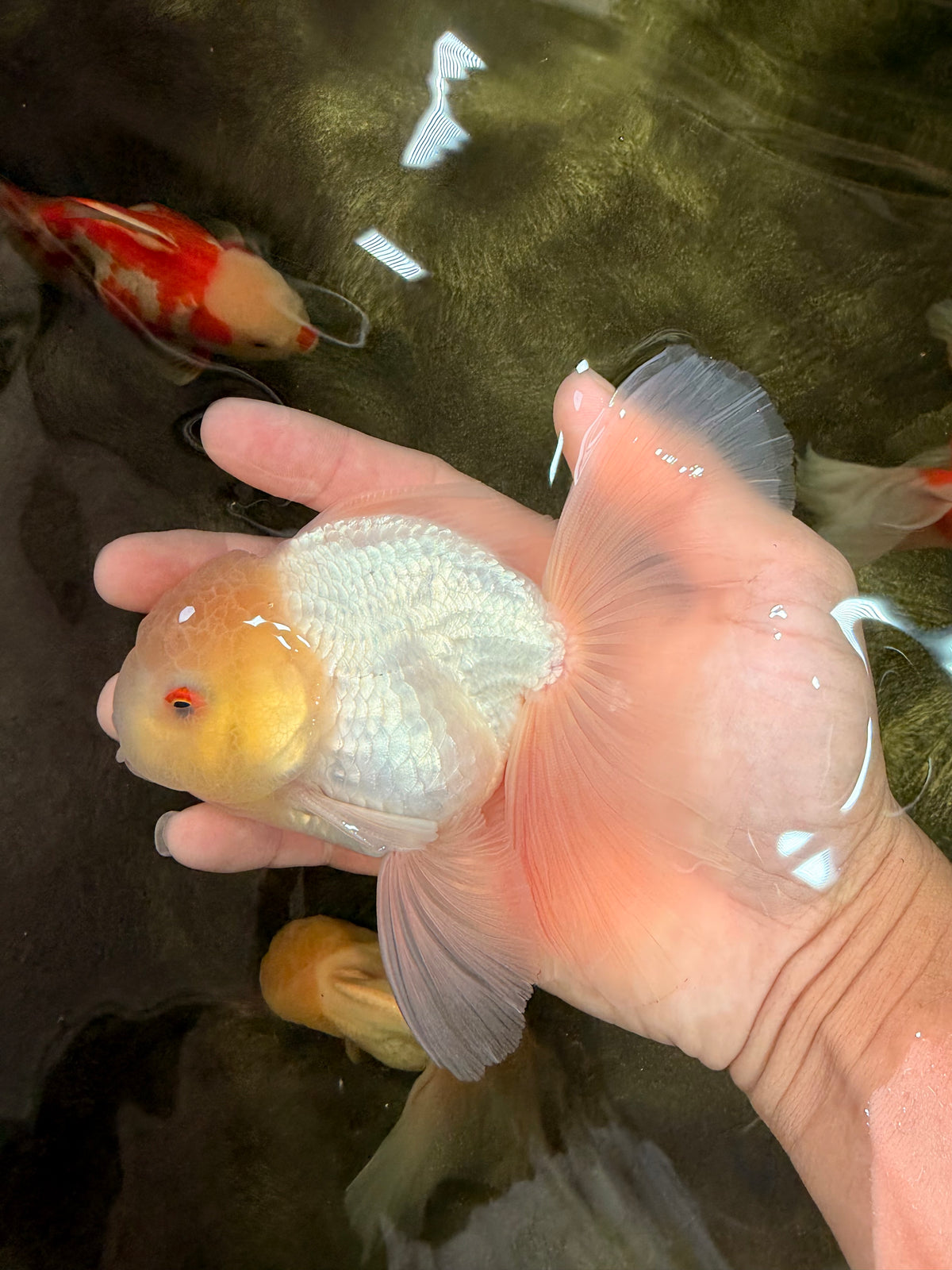 A Grade White Oranda Male 5-5.5 inches #102326OR_18