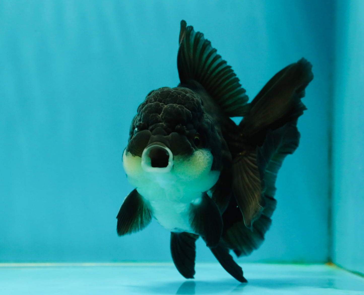 A Grade Impressive Black Oranda Male 5 inches #102524OR_10