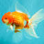 A Grade Red White Oranda Male 5.5 inches #102326OR_10