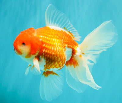 A Grade Red White Oranda Male 5.5 inches #102326OR_10