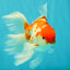 A Grade Kohaku Red White Oranda Male 6 inches #082826OR_15