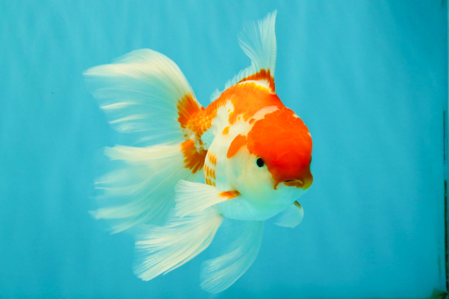 A Grade Kohaku Red White Oranda Male 6 inches #082826OR_15