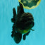 GODZILLA AAA Grade Black Oranda Male 6.5-7 inches #101626OR_18