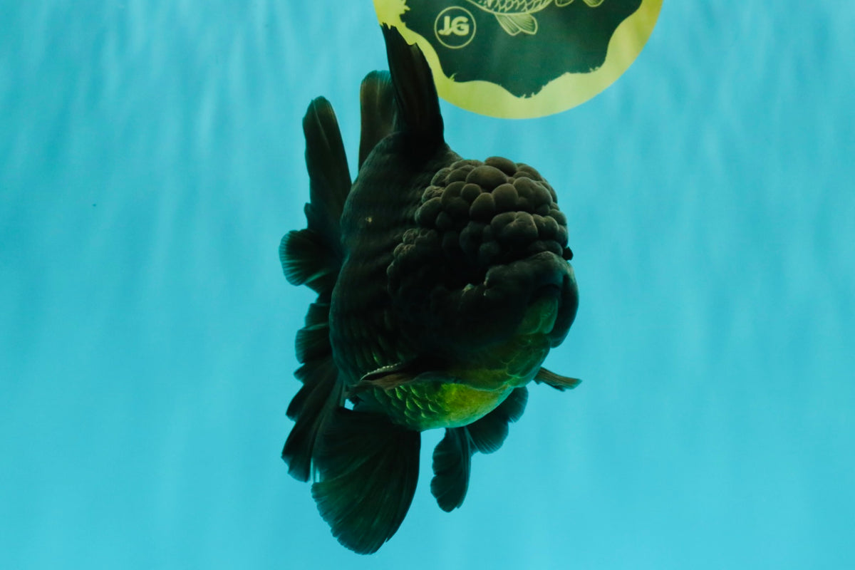 GODZILLA AAA Grade Black Oranda Male 6.5-7 inches #101626OR_18