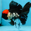 Tricolor Oranda Female 5 inches #091225OR_16
