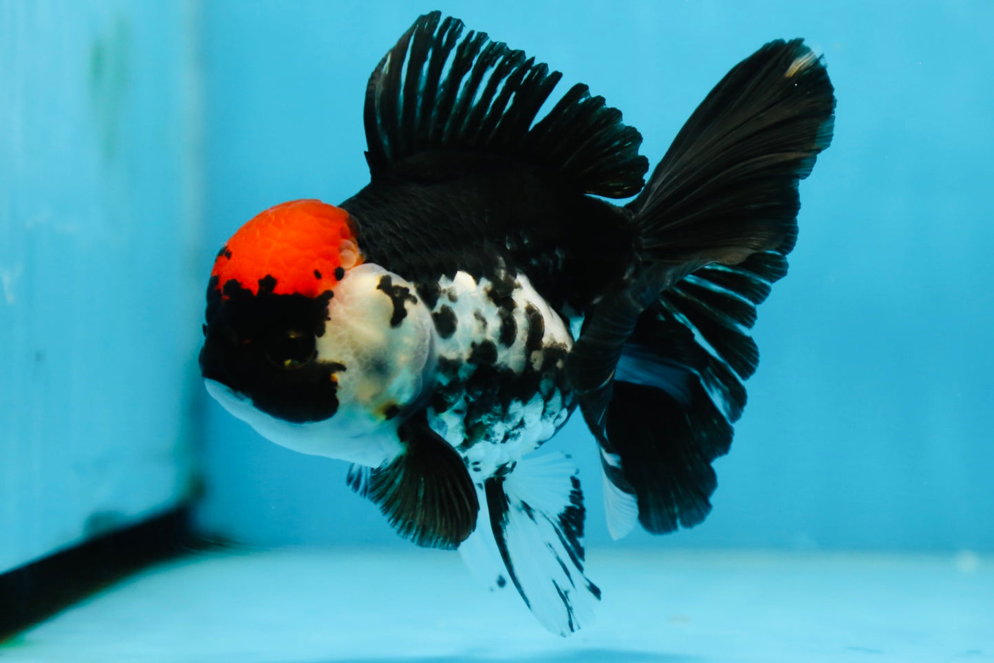 Tricolor Oranda Female 5 inches #091225OR_16