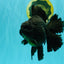 AAA Grade Super Godzilla Black Oranda Male 6.5-7 inches #061926OR_01