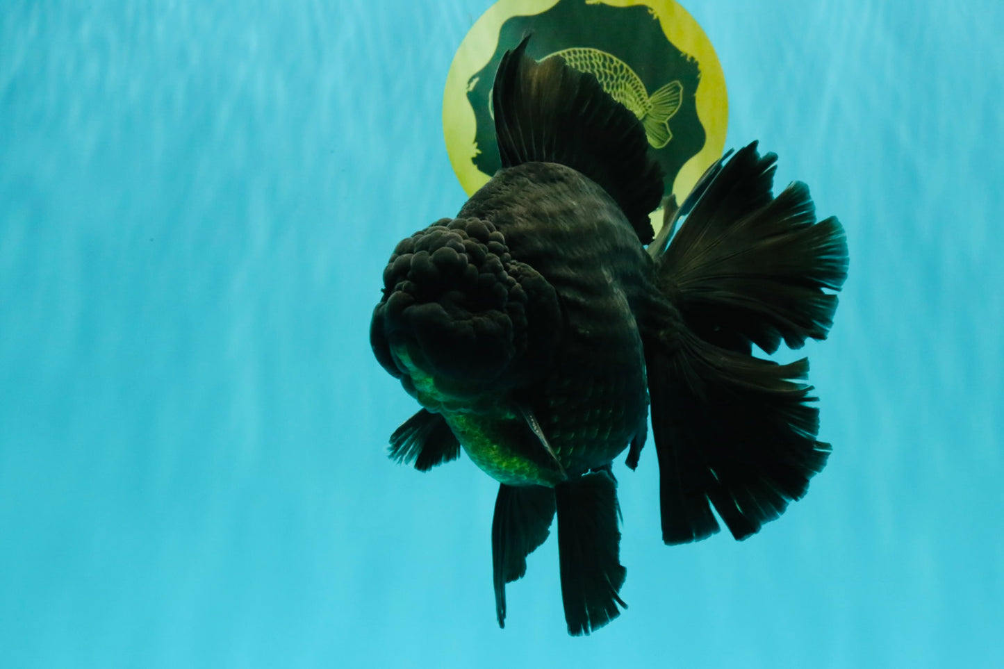 AAA Grade Super Godzilla Black Oranda Male 6.5-7 inches #061926OR_01