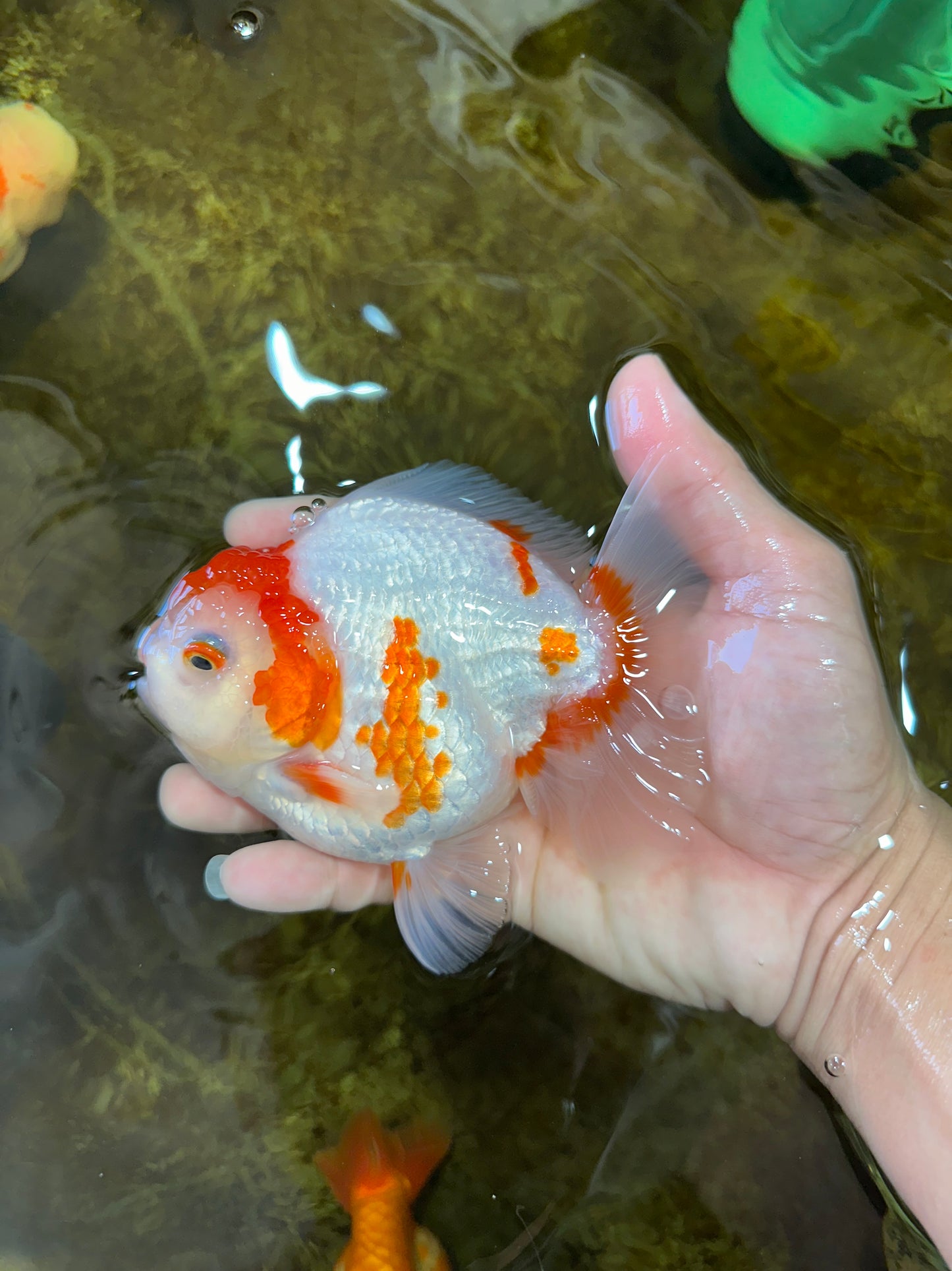 AAA Grade Red White Yuanbao Male 5 inches #100325YB_02