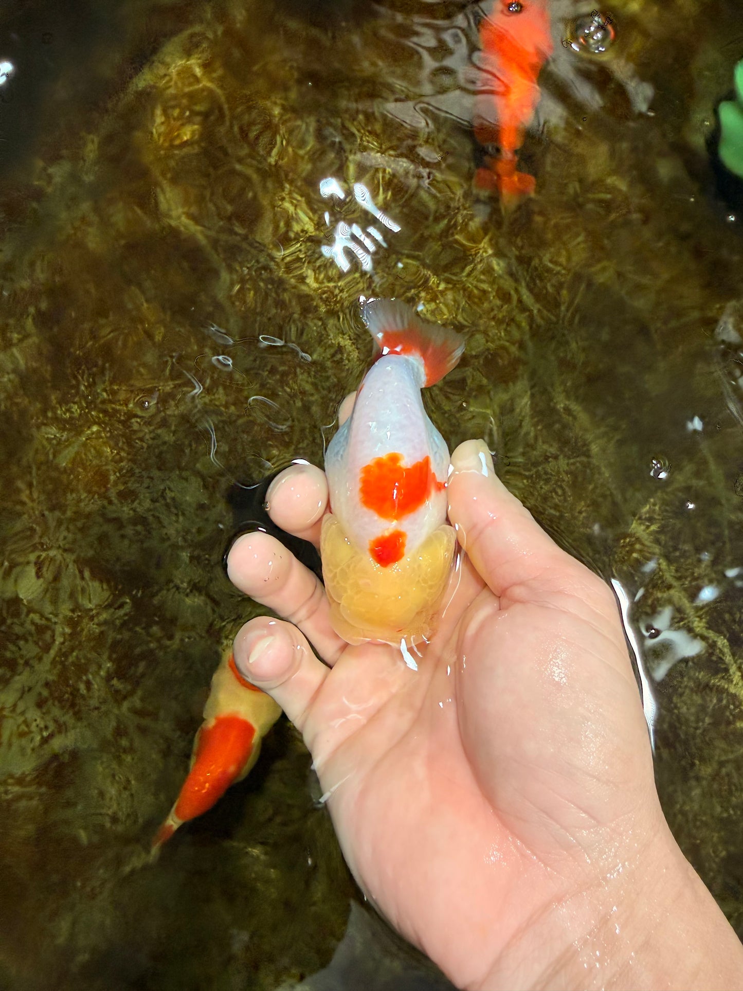 BULLDOG FACE A Grade Red White Kohaku LionQueen 4 inches #120525LC_09