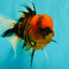 A Grade Tiger Oranda Male 5.5 inches #062626OR_26