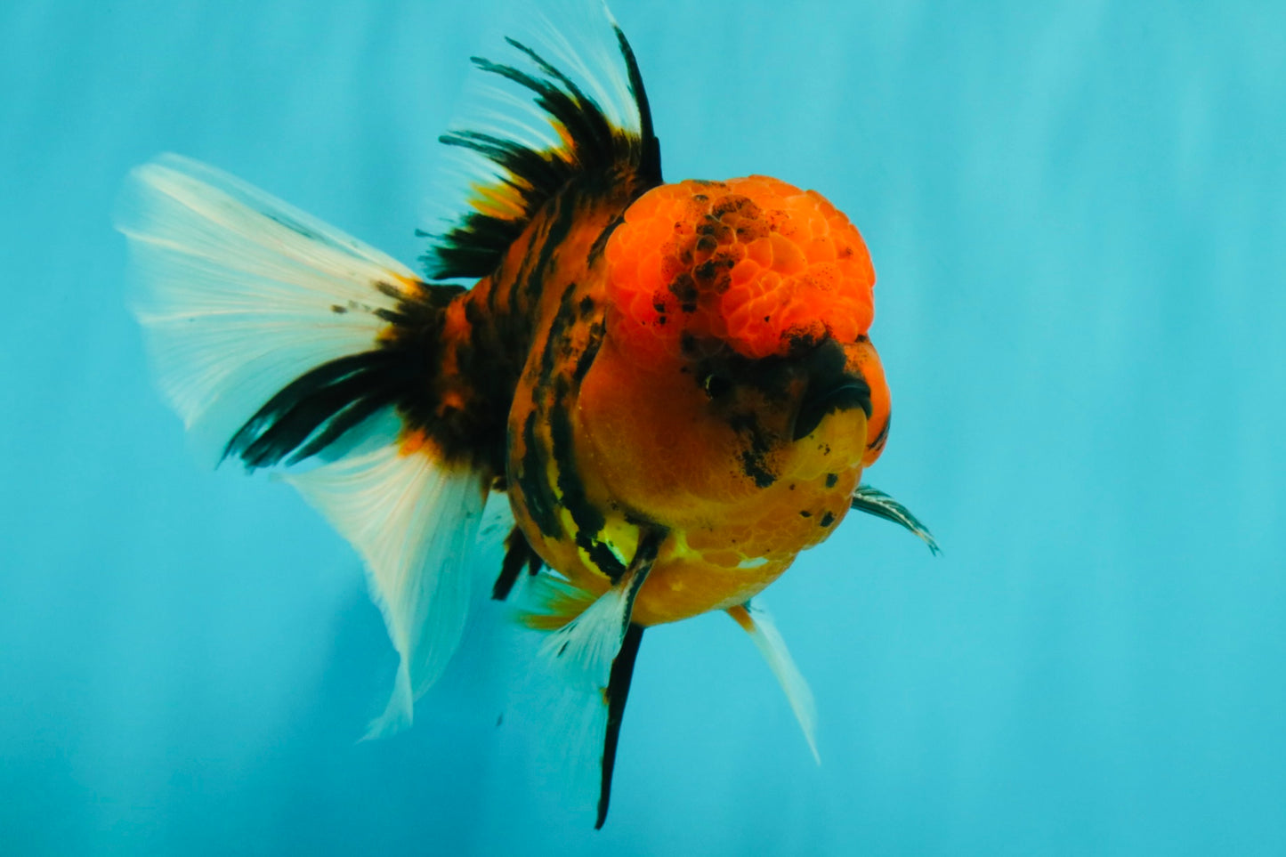 A Grade Tiger Oranda Male 5.5 inches #062626OR_26