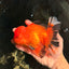AAA Grade Apache Oranda Male 5.5-6 inches #041726OR_11
