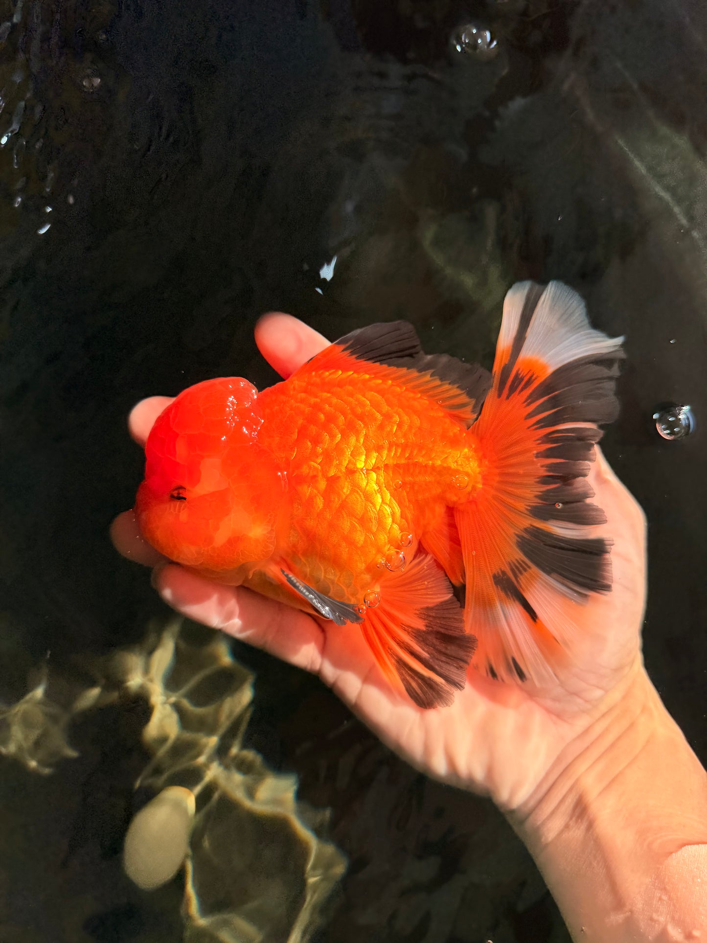 AAA Grade Apache Oranda Male 5.5-6 inches #041726OR_11