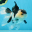 CHUBBY CHEEK Panda Oranda Male 5.5 inches #080125OR_19