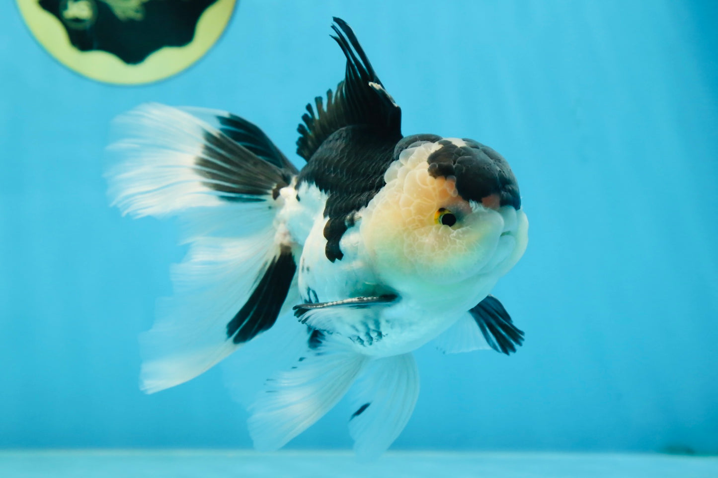 CHUBBY CHEEK Panda Oranda Male 5.5 inches #080125OR_19