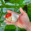 A Grade Red Cap Oranda Female 5 inches #0913OR_15