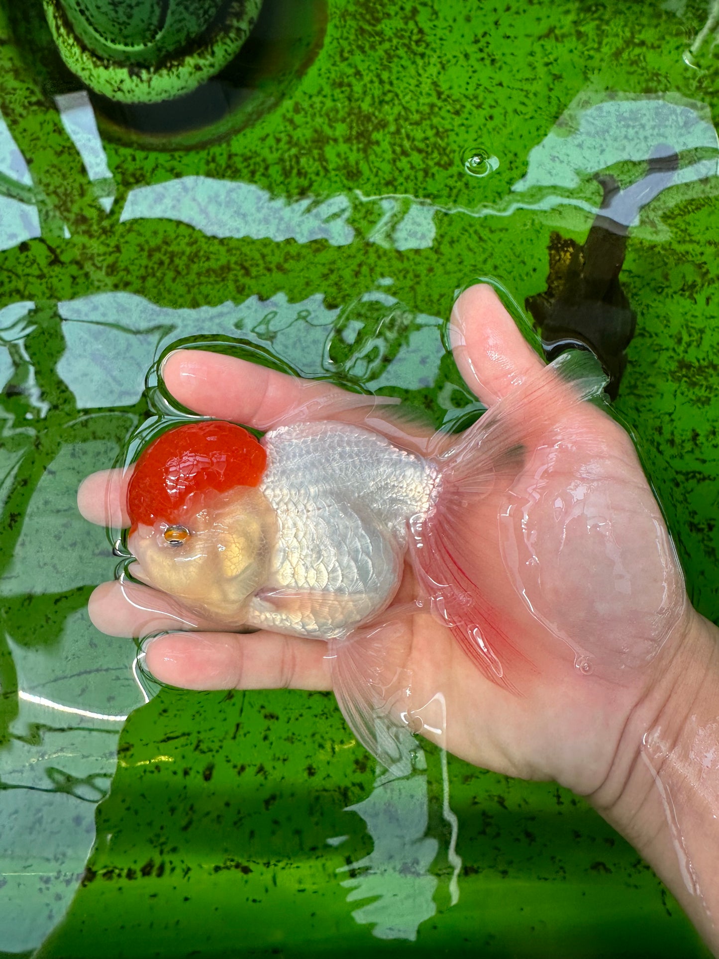 Oranda hembra de gorra roja de grado A, 5 pulgadas, n.° 0913OR_15