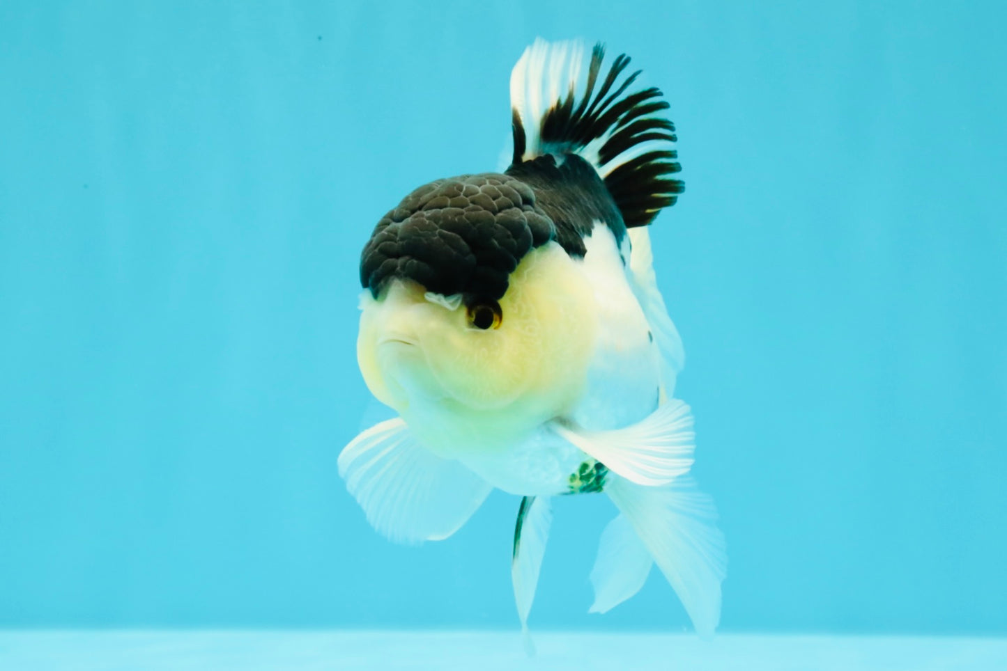 Panda Oranda Male 5 inches #031326OR_29