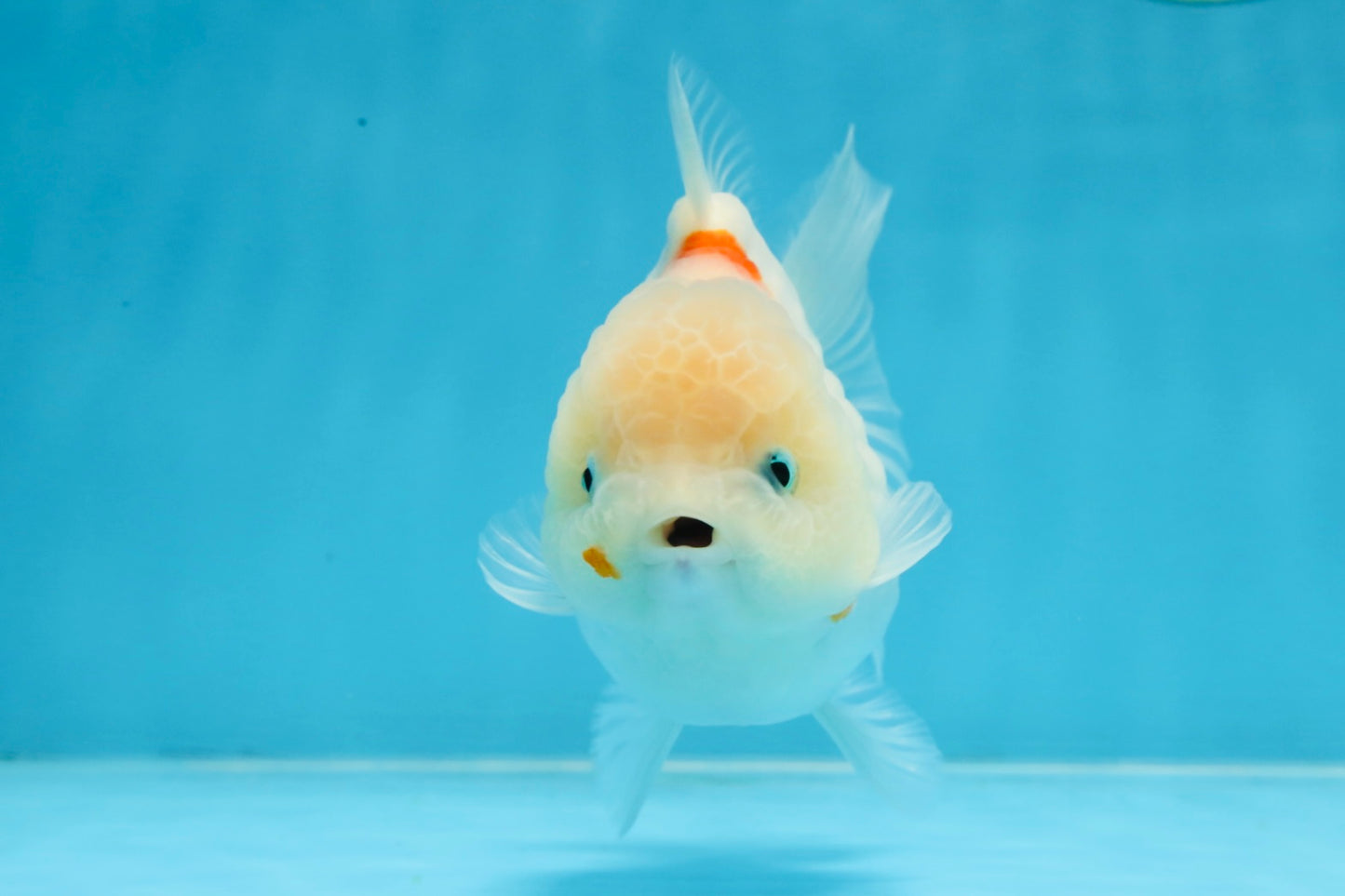 ADORABLE White Sakura Yuanbao Female 4.5 inches #101725YB_30