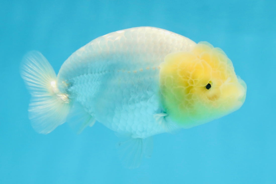 A Grade White LionQueen 4-4.5 inches #102425LC_12