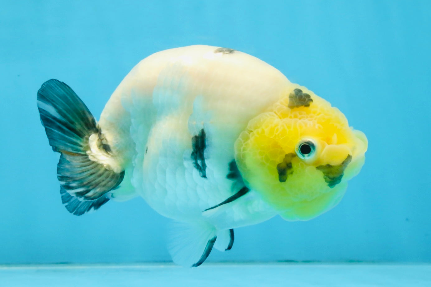 A Grade Cow Chinese Ranchu Female 4.5-5 inches #112125RC_18