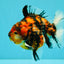 A Grade Tiger Yuanbao Male 5.5 inches #041726YB_15