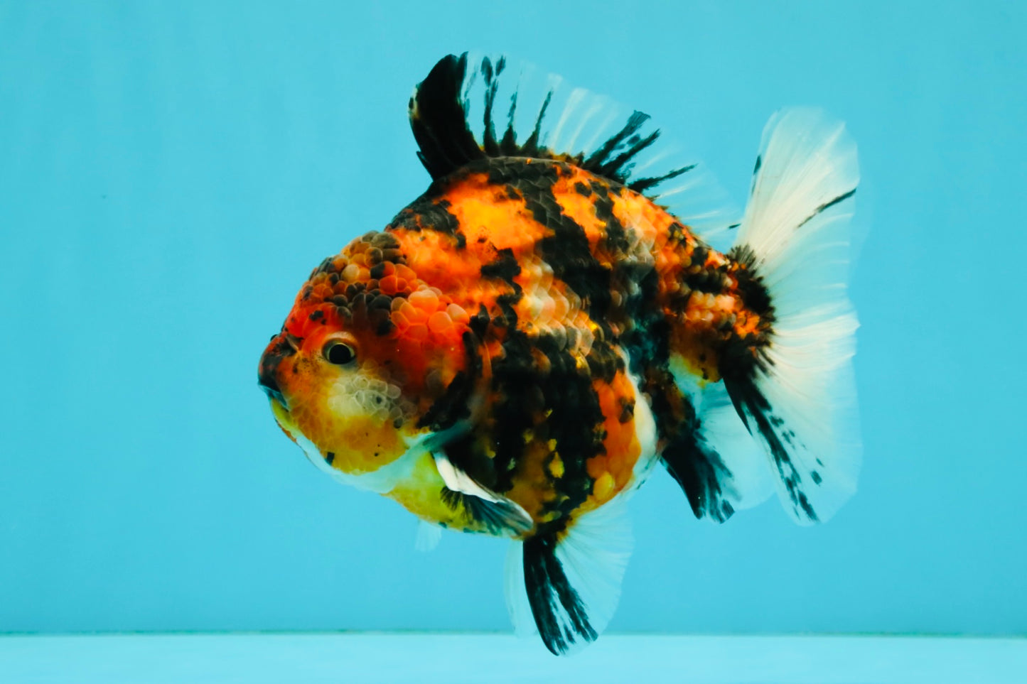A Grade Tiger Yuanbao Male 5.5 inches #041726YB_15
