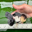 Panda Oranda mâle de qualité AAA 4,5-5 pouces #0906OR_33