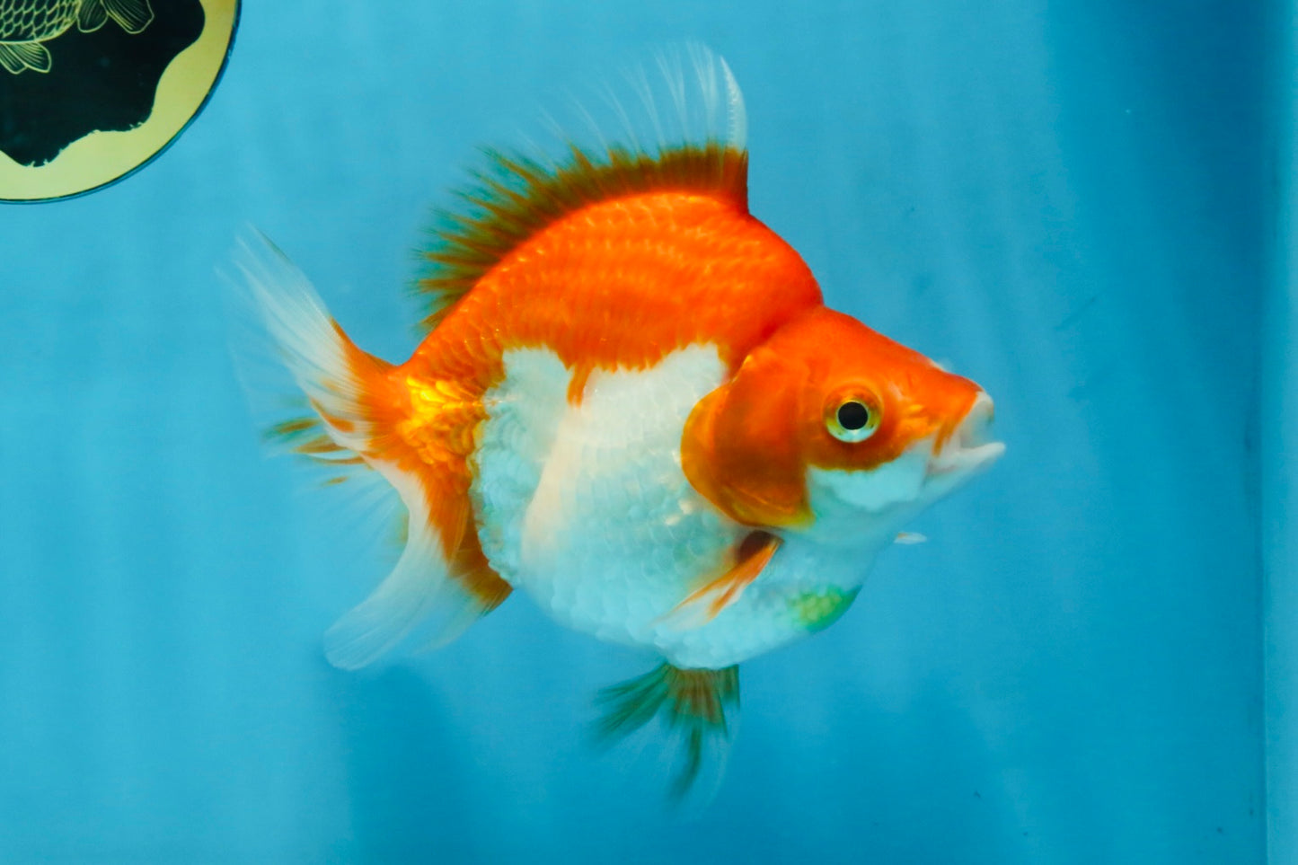 A Grade Red White Ryukin Female 5.5 inches #111425RK_08