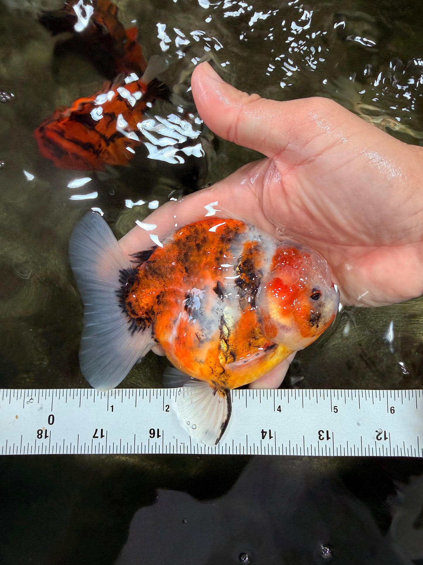 AAA Grade Sanke Marble Yuanbao Male 5 inches #072426YB_27