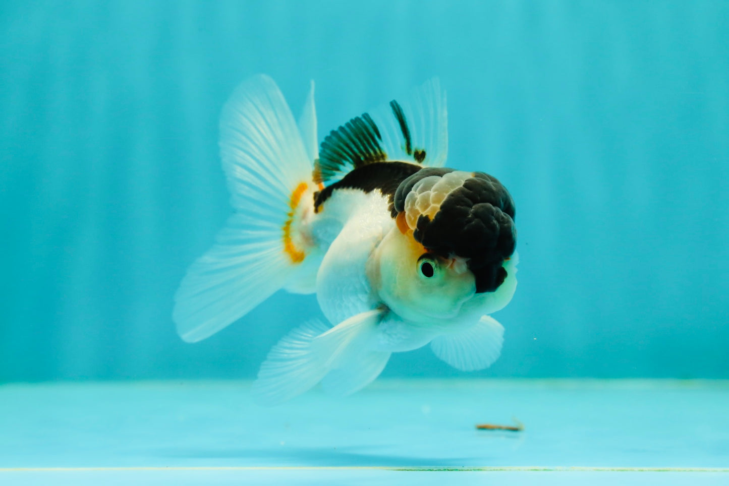 Panda Oranda Male 3.5 inches #1018OR_15