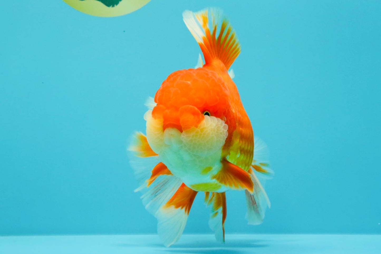 JUMBO A Grade Godzilla Red White Oranda Male 7 inches #031326OR_03