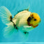 CHONKY AAA Grade Marble Button Eyes Oranda Male 6 inches #061926OR_27